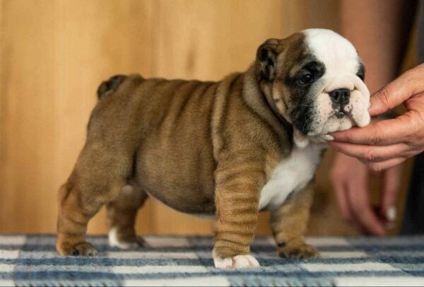 Melanie English Bulldog Melanie English Bulldog