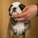 Melanie-female-English-Bulldog-puppy-for-sale- (3)