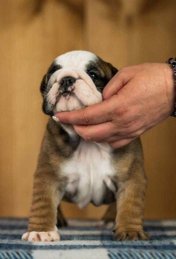 Melanie English Bulldog Melanie English Bulldog