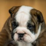 Melanie-female-English-Bulldog-puppy-for-sale- (4)