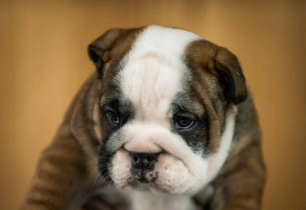 Melanie English Bulldog Melanie English Bulldog