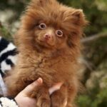 Messika-female-Pomeranian puppy-for-sale-1