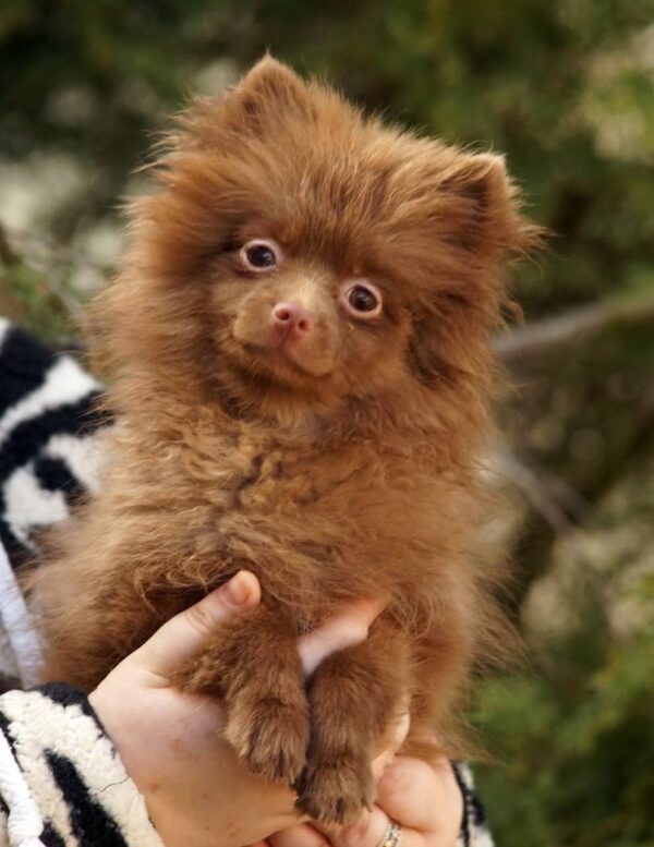 Messika Pomeranian Messika Pomeranian