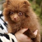 Messika-female-Pomeranian puppy-for-sale-2