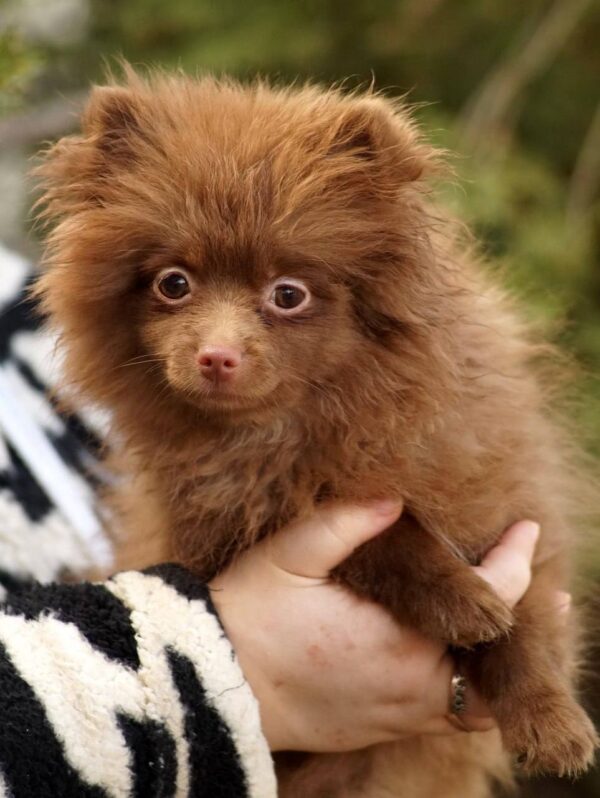 Messika Pomeranian Messika Pomeranian