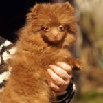 Messika-female-Pomeranian puppy-for-sale-3