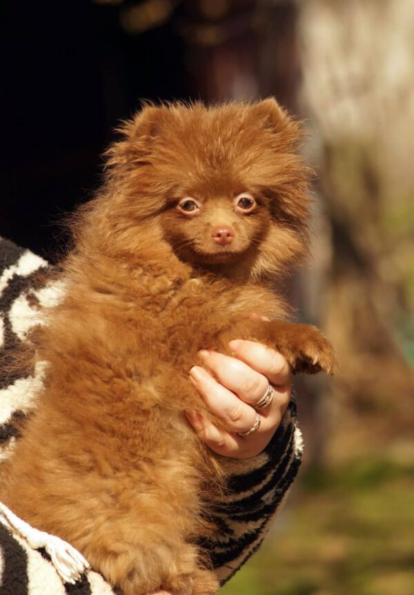 Messika Pomeranian Messika Pomeranian