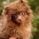Messika-female-Pomeranian puppy-for-sale-4