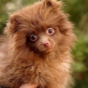 Messika Pomeranian Messika Pomeranian