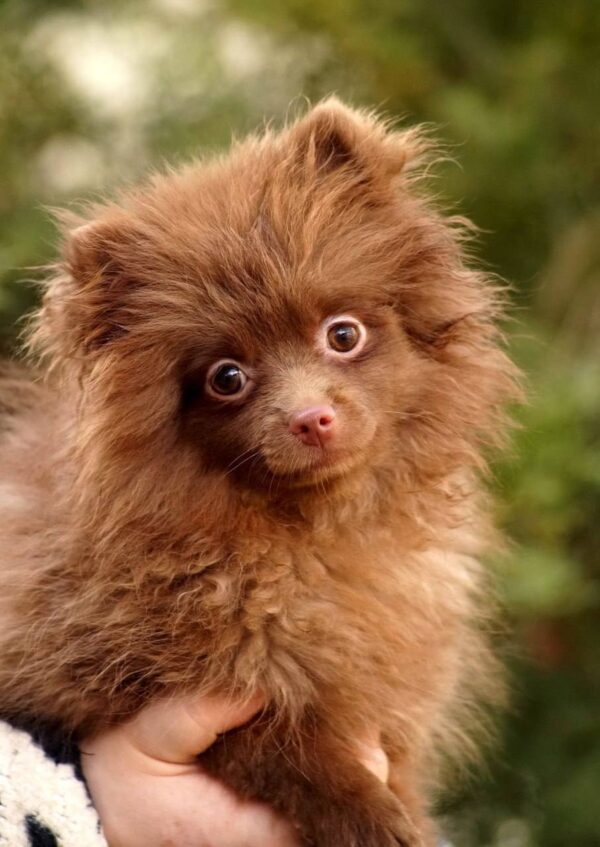 Messika Pomeranian Messika Pomeranian