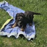 Milo-male-cavapoo-puppy-for-sale- (1)