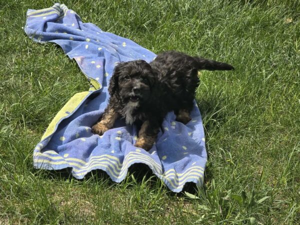 Milo Cavapoo Milo Cavapoo