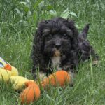 Milo-male-cavapoo-puppy-for-sale- (2)