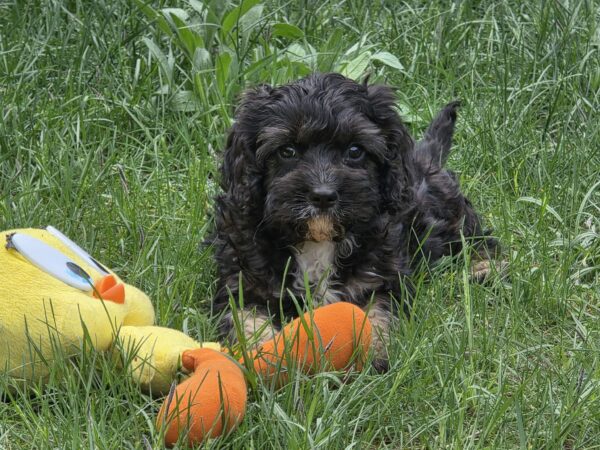 Milo Cavapoo Milo Cavapoo