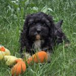 Milo-male-cavapoo-puppy-for-sale- (3)