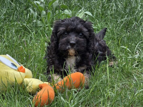 Milo Cavapoo Milo Cavapoo