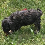 Milo-male-cavapoo-puppy-for-sale- (4)