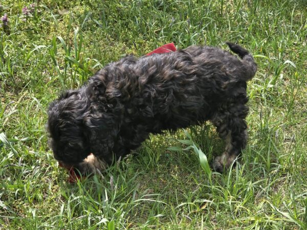 Milo Cavapoo Milo Cavapoo