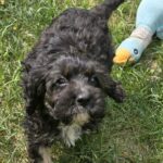 Milo-male-cavapoo-puppy-for-sale- (5)