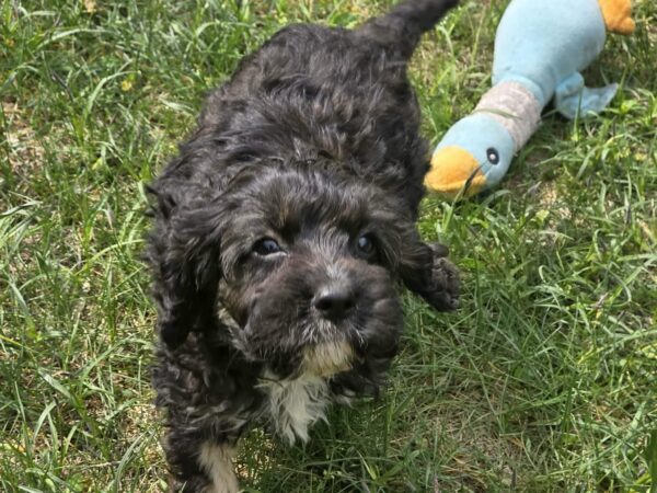 Milo Cavapoo Milo Cavapoo