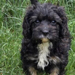 Milo Cavapoo Milo Cavapoo