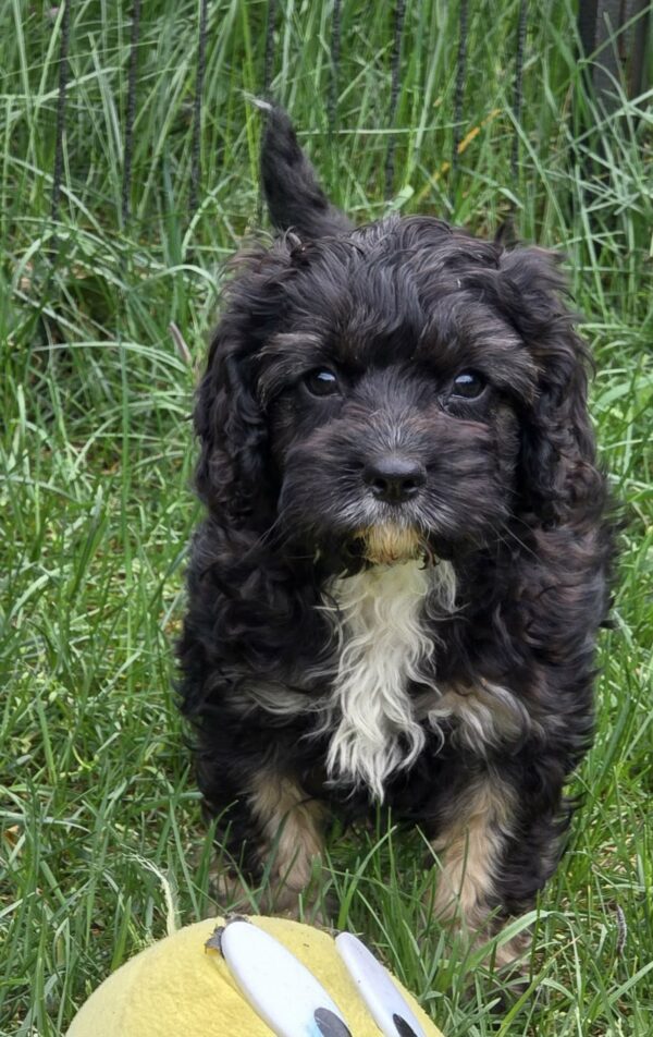 Milo Cavapoo Milo Cavapoo