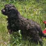 Milo-male-cavapoo-puppy-for-sale- (7)