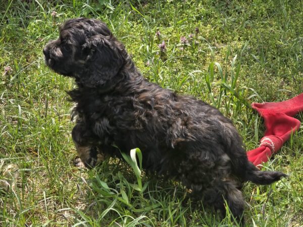 Milo Cavapoo Milo Cavapoo