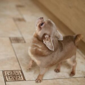 Milord Chihuahua Milord Chihuahua