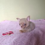 Milord-male-chihuahua-puppy-for-sale-1 (2)