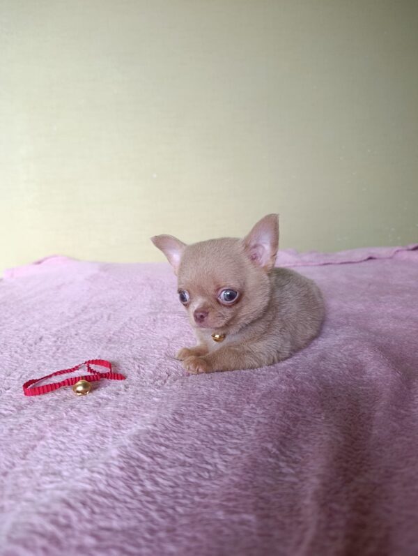 Milord Chihuahua Milord Chihuahua