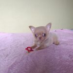 Milord-male-chihuahua-puppy-for-sale-1 (3)