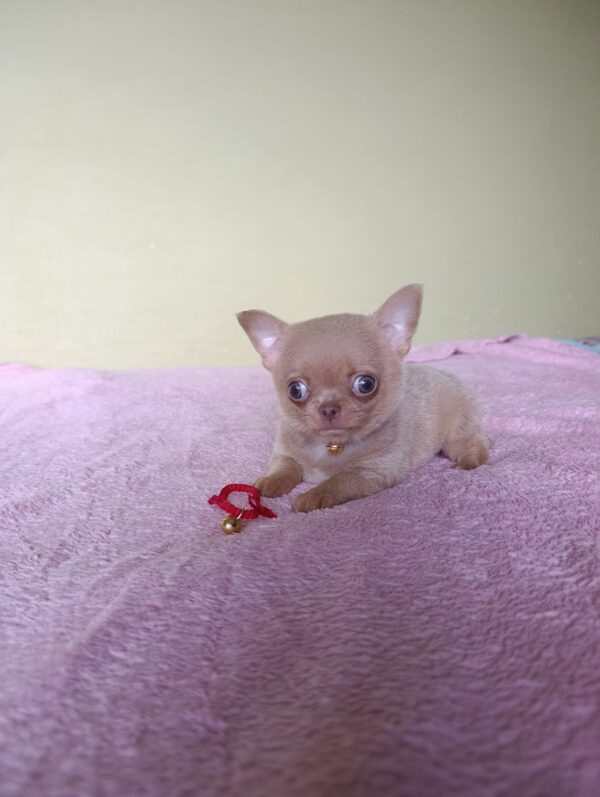 Milord Chihuahua Milord Chihuahua