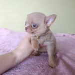 Milord-male-chihuahua-puppy-for-sale-1 (4)