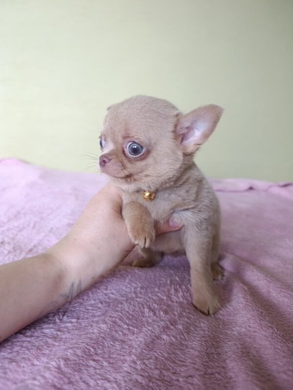 Milord Chihuahua Milord Chihuahua