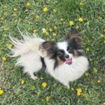 Mirri-female-papillon-puppy-for-sale- (1)