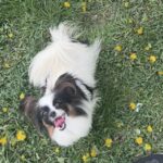 Mirri-female-papillon-puppy-for-sale- (2)
