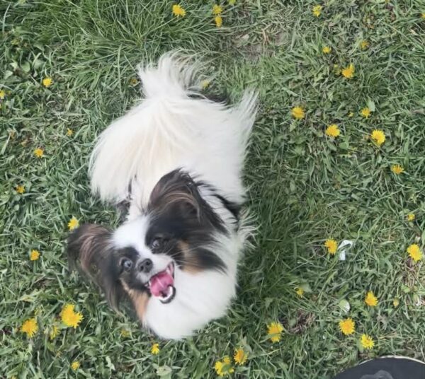 Mirri Papillon Mirri Papillon