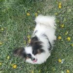 Mirri-female-papillon-puppy-for-sale- (3)
