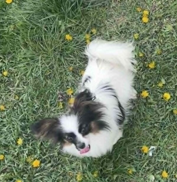 Mirri Papillon Mirri Papillon