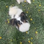Mirri-female-papillon-puppy-for-sale- (4)