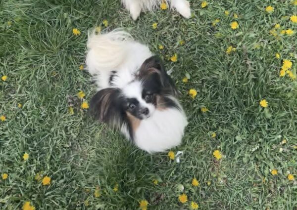 Mirri Papillon Mirri Papillon