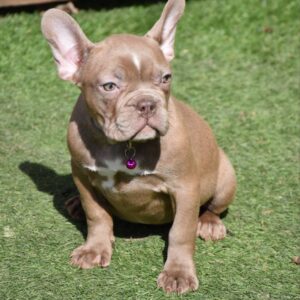 Molliona French Bulldog Molliona French Bulldog