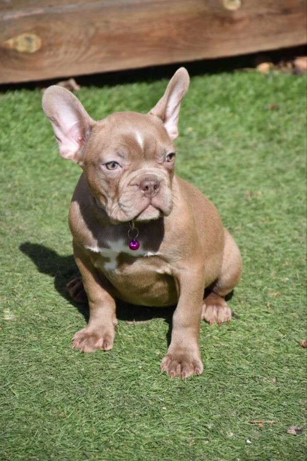 Molliona French Bulldog Molliona French Bulldog