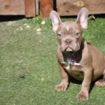 Molliona-female-french-bulldog-puppy-for-sale-1 (2)