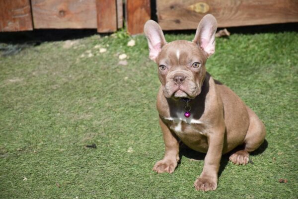 Molliona French Bulldog Molliona French Bulldog