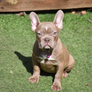 Molliona French Bulldog Molliona French Bulldog