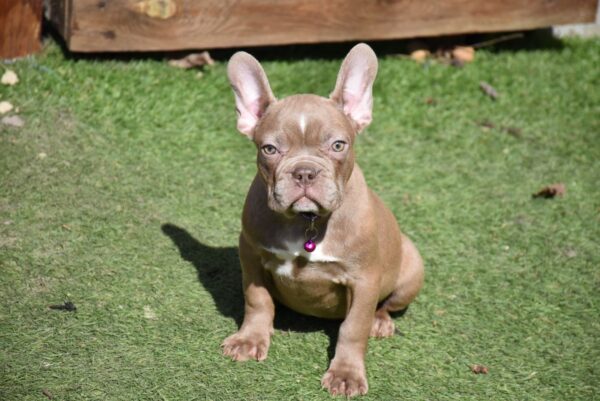 Molliona French Bulldog Molliona French Bulldog
