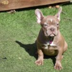 Molliona-female-french-bulldog-puppy-for-sale-1 (4)