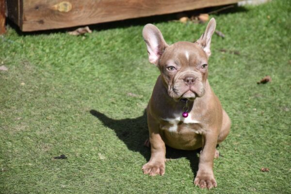 Molliona French Bulldog Molliona French Bulldog